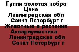 Гуппи золотая кобра › Цена ­ 50 - Ленинградская обл., Санкт-Петербург г. Животные и растения » Аквариумистика   . Ленинградская обл.,Санкт-Петербург г.